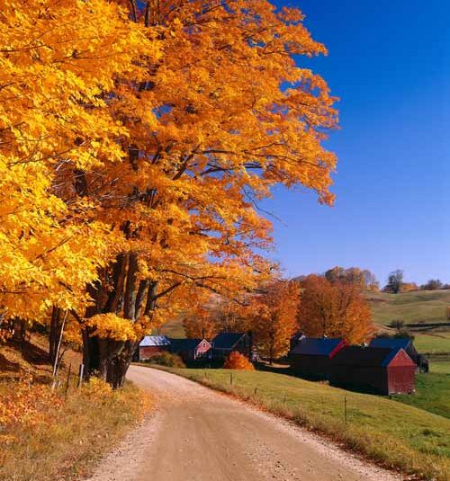 Beautiful rolling hills in Vermont maple tree